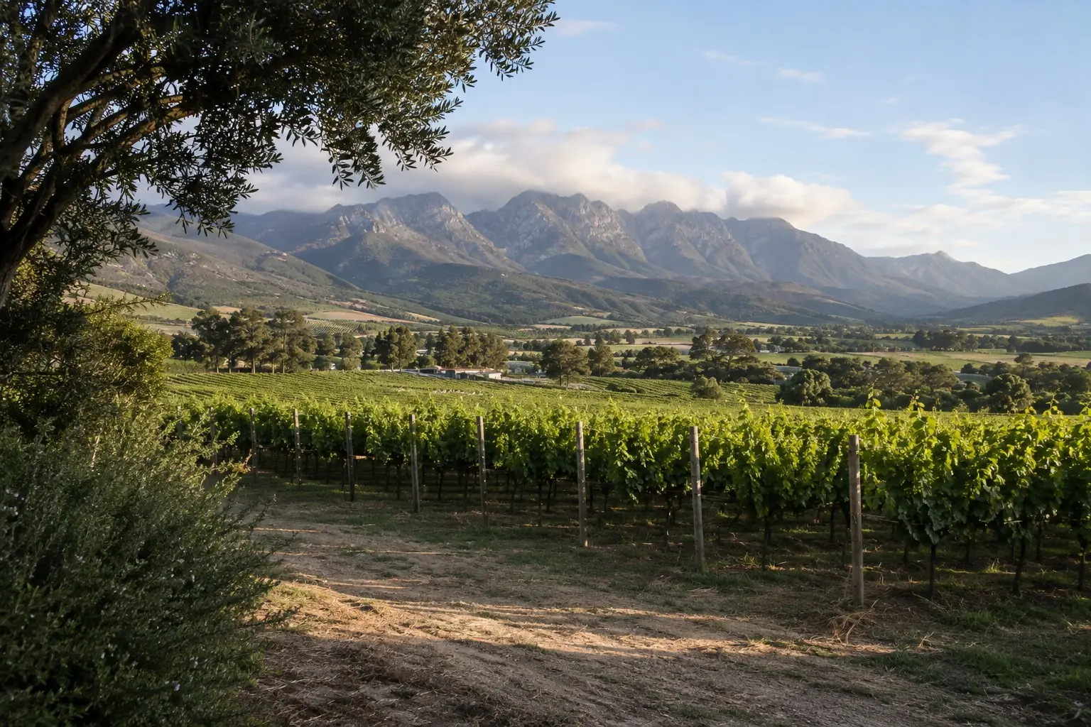 Springfield Estate Vineyard