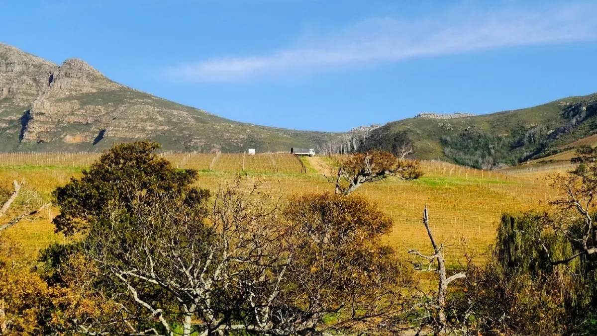 Springfield Estate Vineyard