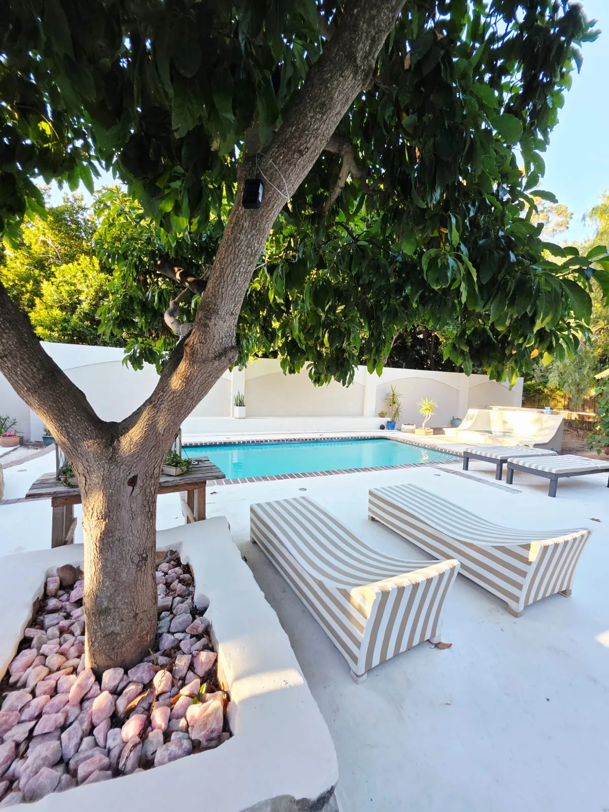 Chestnut Drive pool with striped sun loungers and mango tree