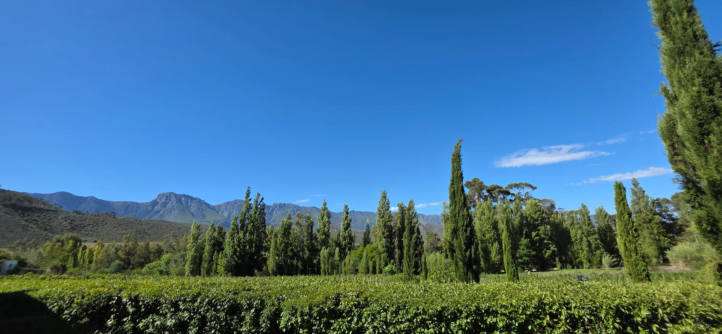 Wolwekloof Estate — vineyard with cypresses and Langeberg mountains